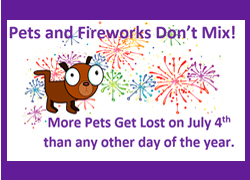 news-dogs-fireworks - Copy